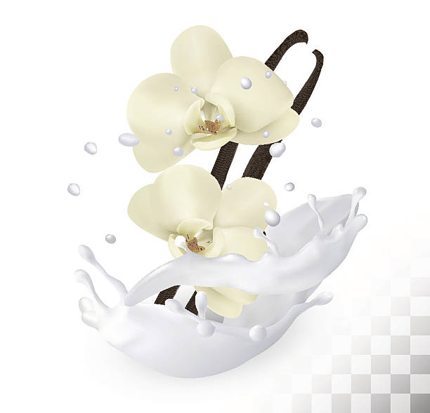 istock Vanilla sticks with flowers in  milk splash on  transparent ba 637839256