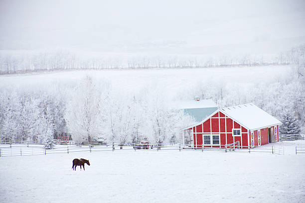 cheval et grange rouge en hiver - meadow grazing horse agriculture photos et images de collection