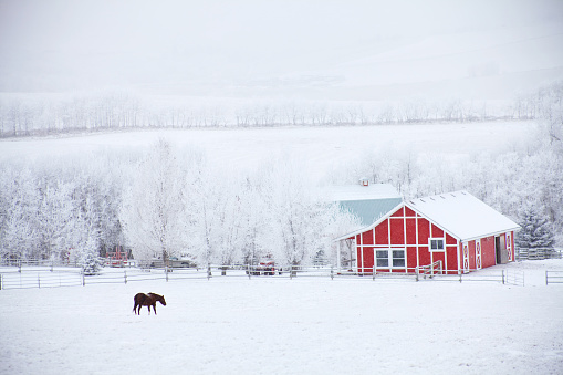 A beautiful winter scenic in Alberta, Canada. Black horse and red barn. Rolling prairie on cold winter day. Horse grazing in a snow covered pasture. One domestic farm animal is in the scene, taken on cold January day in southern Alberta.