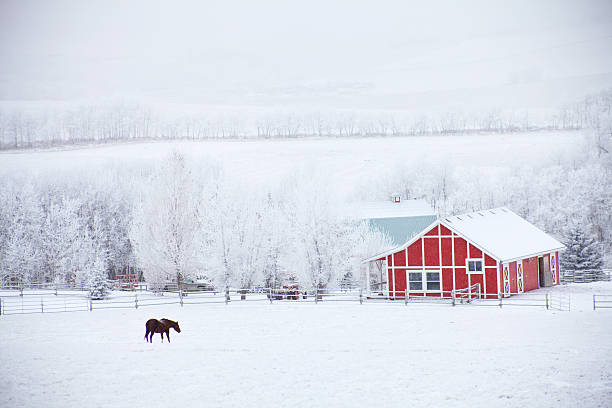 Horse and Red Barn in Winter A beautiful winter scenic in Alberta, Canada. Black horse and red barn. Rolling prairie on cold winter day. Horse grazing in a snow covered pasture. One domestic farm animal is in the scene, taken on cold January day in southern Alberta. barn photos stock pictures, royalty-free photos & images