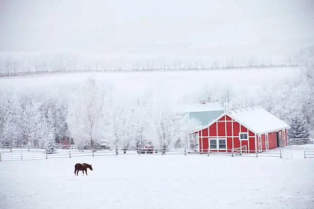 Photo of Horse and Red Barn in Winter