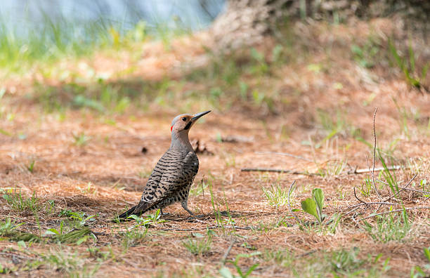 cintilação amarela (colaptes auratus), nas larvas de caça ao solo. - print media fotos - fotografias e filmes do acervo