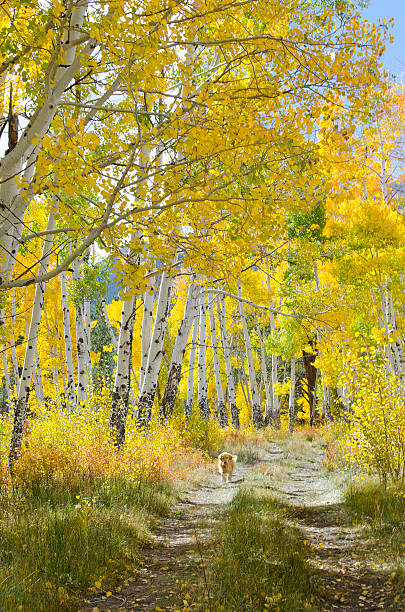 golden retriever explora la arboleda madura de aspen en otoño - golden retriever dog autumn leaf fotografías e imágenes de stock