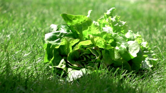 Two videos of lettuce falling on the grass-real slow motion