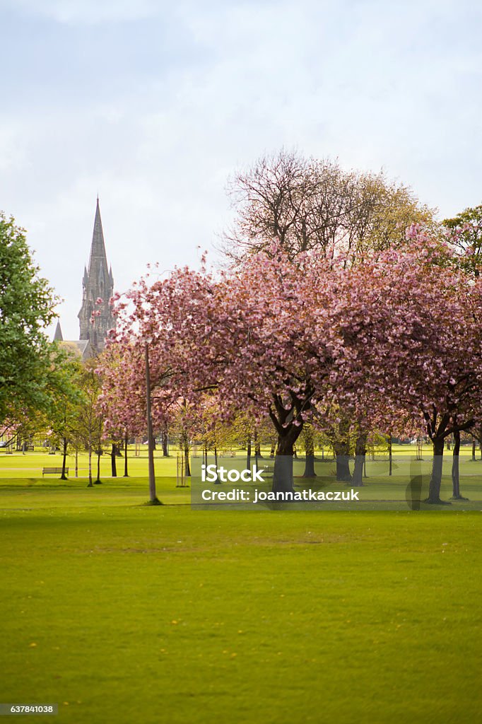 Edinburgh spring  -  pink cherry blossom in the Meadows Park. Edinburgh springtime -  colorful pink sakura cherry tree  blossom in the Meadows Park. Edinburgh - Scotland Stock Photo