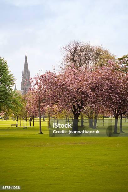 Edinburgh Spring Pink Cherry Blossom In The Meadows Park Stock Photo - Download Image Now