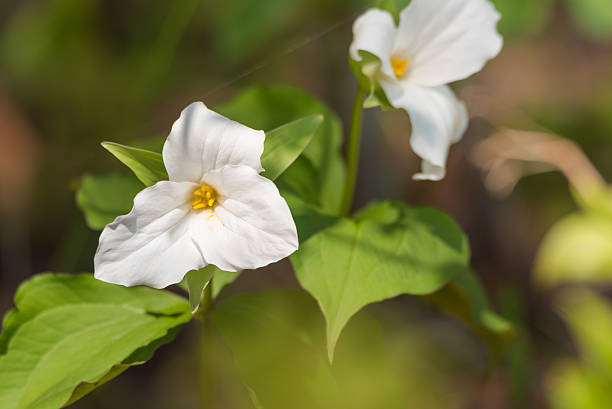 istock White petals of the large flowered White Trillium (Trillium grandiflorum). 637841722