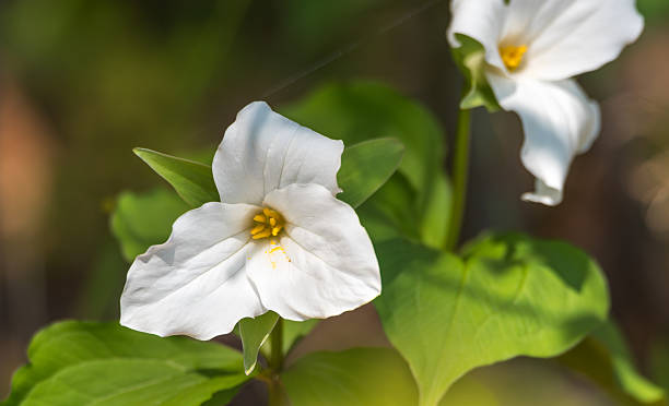 istock White petals of the large flowered White Trillium (Trillium grandiflorum). 637841798
