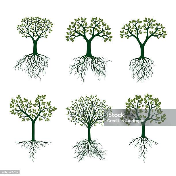 Green Trees With Roots Vector Illustration Stock Illustration - Download Image Now - Tree, Branch - Plant Part, In Silhouette