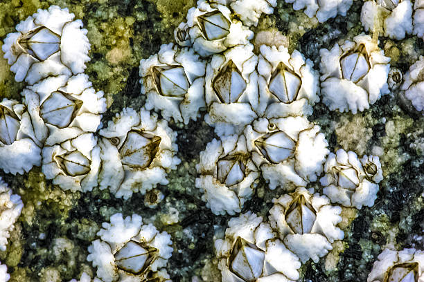 barnacle di ghianda bianca - filter feeder foto e immagini stock