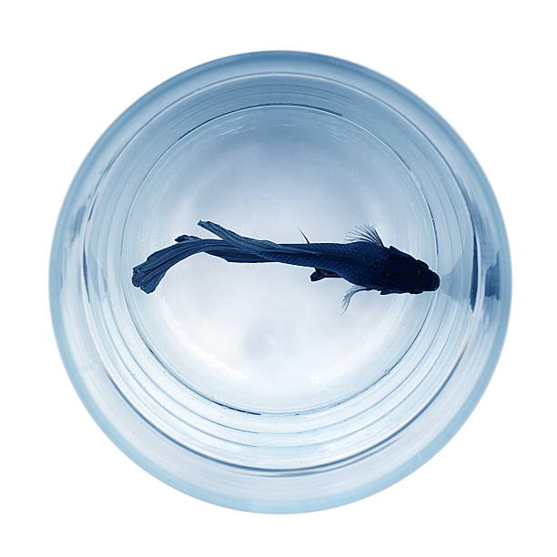 istock Blue betta fish in water glass 637845200