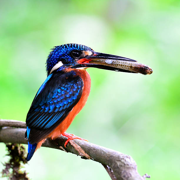 schöne blaue vogel, blau-eared kingfisher sich niederlassen auf die branc - animals hunting kingfisher animal bird stock-fotos und bilder