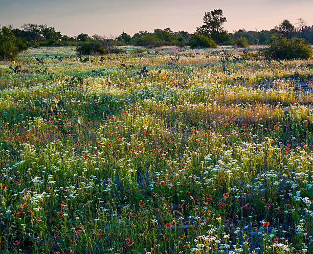 Indian Blanket and Other Wildflowers, Oklahoma stock photo