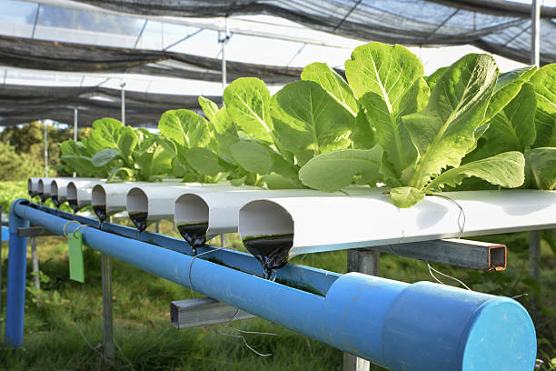 Lettuce vegetables in hydroponic farm with daylight Lettuce vegetables in hydroponic farm with daylight aquaponics photos stock pictures, royalty-free photos & images