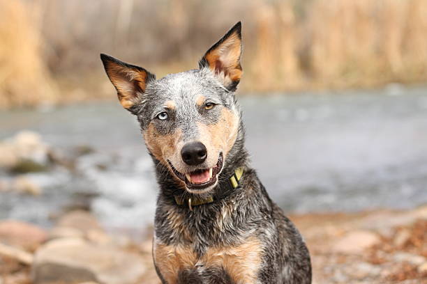 Australian Cattle Dog Mix Headshot by river stock photo