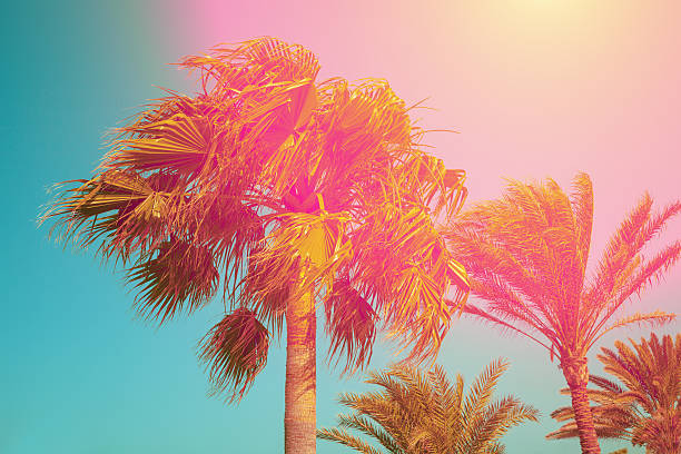 istock Vintage palm trees against sky at sunset 637851872