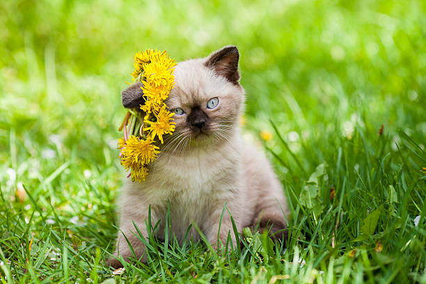 istock Cute little kitten on the grass, crowned dandelion chaplet 637851896