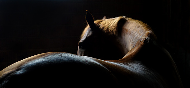 A sinuous image of a horse's back and mane and head.