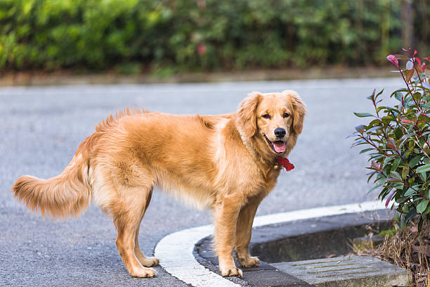 istock Happy pet dogs playing in a park 637854646