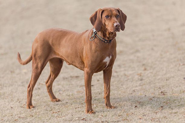 istock Happy pet dogs playing in a park 637855184