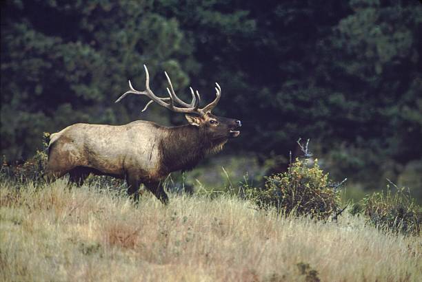 Bull Elk Bugling Bull Elk Bugling inside Horse shoe Park, Rocky Mountain National Park, Colorado. bugling photos stock pictures, royalty-free photos & images