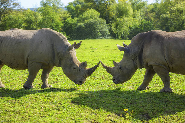 istock Two rhinoceros head to head 637857918