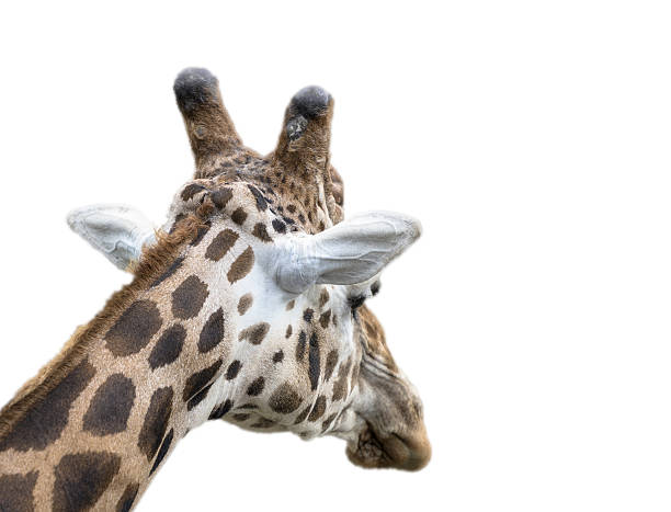 istock Back of giraffe head, studio shot 637858772