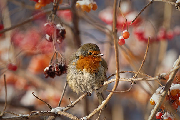 istock The European robin (Erithacus rubecula) 637861050