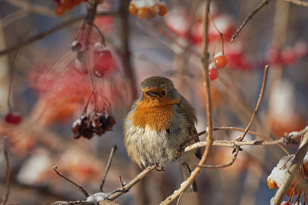 istock The European robin (Erithacus rubecula) 637861056