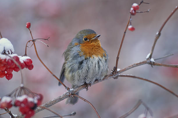 istock The European robin (Erithacus rubecula) 637861098