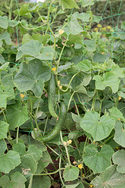 istock Part of Cucumber plant 637861784