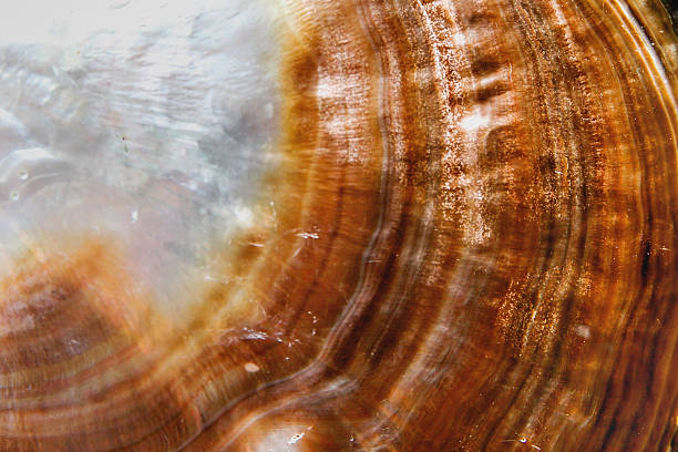 istock Mother of pearl textured 637862238