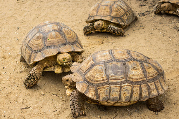 istock Turtle,Sulcata tortoise, Thailand zoo 637863494