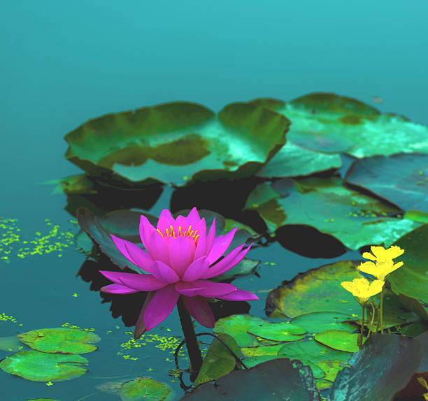 istock lotus flower on the water 637864286