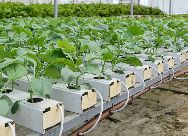 Hydroponic Chinese broccoli or Chinese kale vegetables Organic Hydroponic Chinese broccoli or Chinese kale vegetables plantation in aquaponics system aquaponics photos stock pictures, royalty-free photos & images