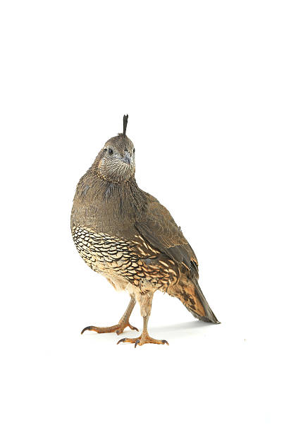 istock Female California Quail 637865218