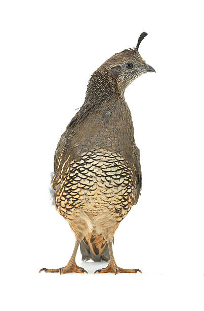istock Female California Quail 637865232