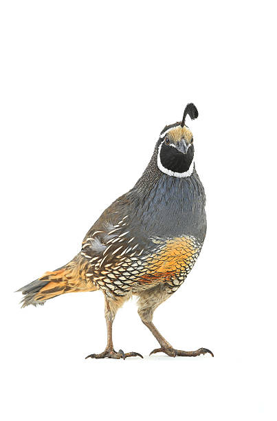 istock male California Quail 637866290