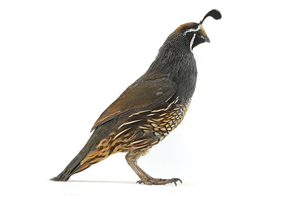 istock male California Quail 637866312