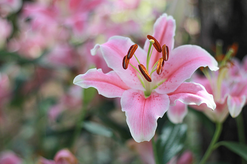 pink lily flower in garden background,pink flower background