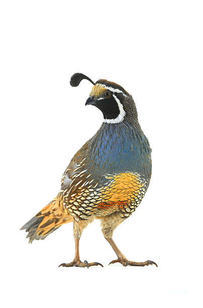 istock male California Quail 637867032