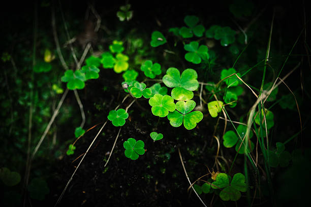 istock Shamrocks in a pool of Light 637867556
