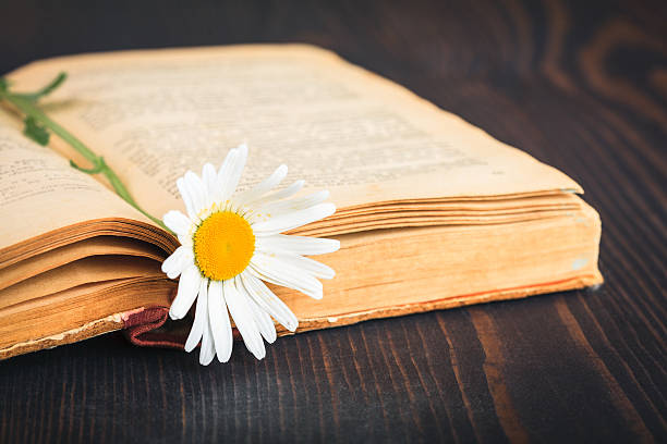 Viejo libro y flor de las margaritas - foto de stock