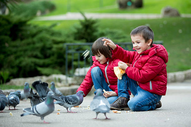 Two cute children, boy brothers, feeding pigeons in the park Two cute children, boy brothers, feeding pigeons in the park, autumn time pigeon family stock pictures, royalty-free photos & images