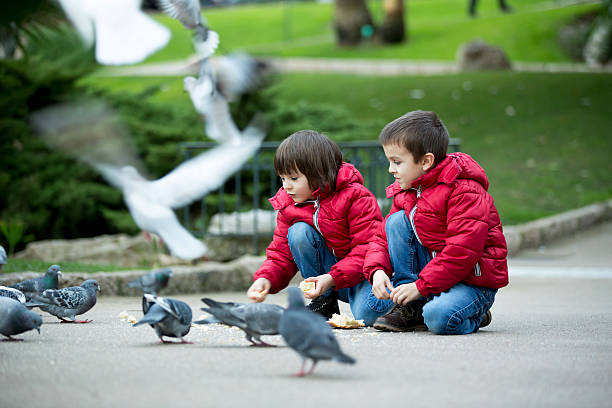 Two cute children, boy brothers, feeding pigeons in the park Two cute children, boy brothers, feeding pigeons in the park, autumn time pigeon family stock pictures, royalty-free photos & images