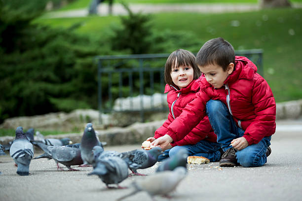 Two cute children, boy brothers, feeding pigeons in the park Two cute children, boy brothers, feeding pigeons in the park, autumn time pigeon family stock pictures, royalty-free photos & images