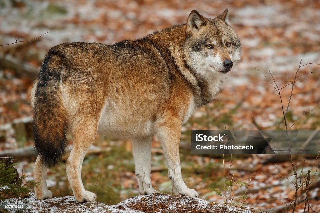 Eurasian Wolf Is Standing In Nature Habitat Stock Photo - Download Image  Now - Animal, Animal Body Part, Animal Eye - iStock