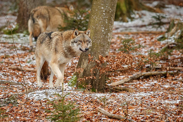 istock Eurasian wolf is standing in nature habitat 637875676