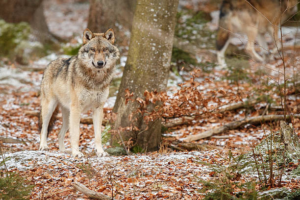 istock Eurasian wolf is standing in nature habitat 637875714