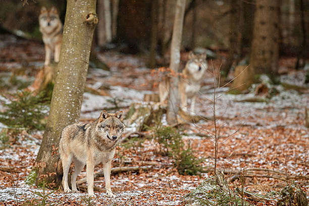 istock Eurasian wolf is standing in nature habitat 637875758